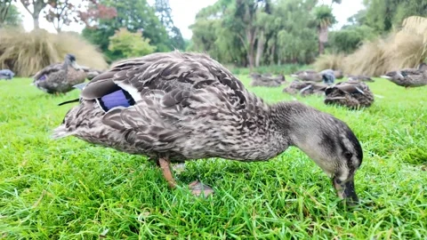 Duck on Lawn Stock Footage 326834900