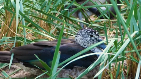 A duck is laying down in an area of tall grass Stock Footage 135591891