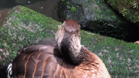 A duck is laying on a log and looking at the camera Stock Footage 282241096