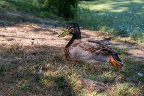 Duck laying at the riverside Stock Photos