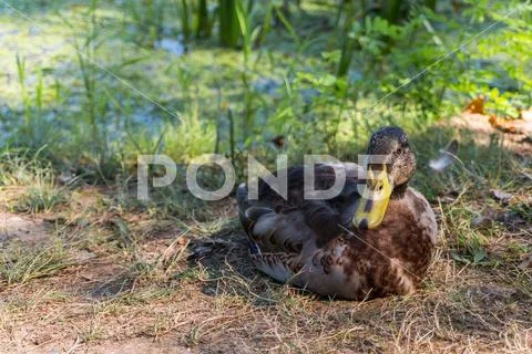 Duck laying at the riverside Stock Photos