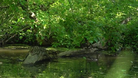 The duck leads its brood. Concept: care, motherhood, family Stock Footage 156699751