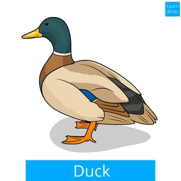 Duck learn birds educational game vector Stock Illustration