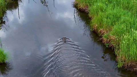 Duck Leaving a V Wake in Marsh Water Stock Footage 346743174