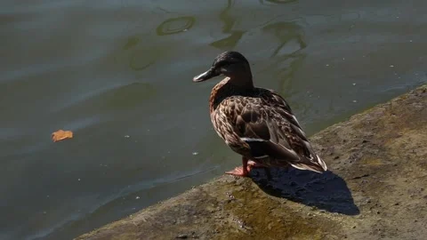 Duck on a ledge Stock Footage 142582302