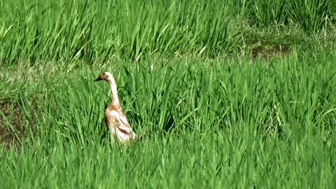 Duck left alone Stock Footage 304082651