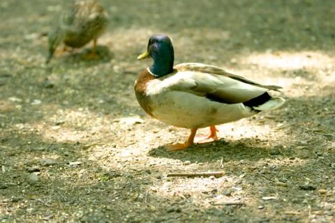 Duck in light Stock Photos
