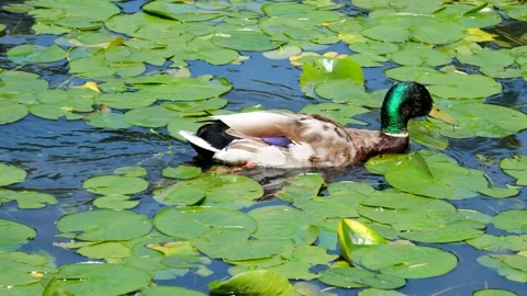 Duck lily padsducks navigating through lily pads in sunlit pond. Ducks move Stock Footage 314098092