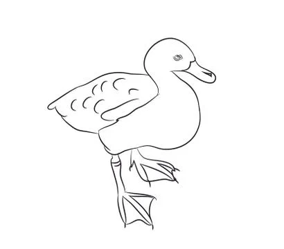 Duck lines. vector, Illustrazione stock