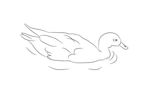 Duck lines. vector, Illustrazione stock