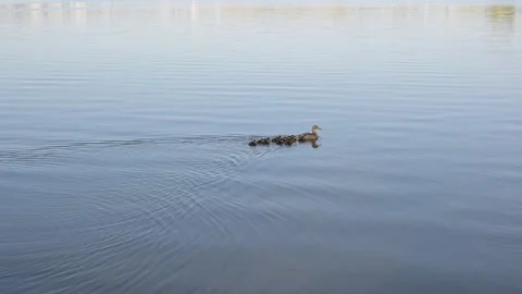 Duck with little ducklings Stock Footage 194034984