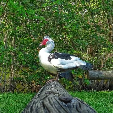 Duck on a log during the day Stock Photos