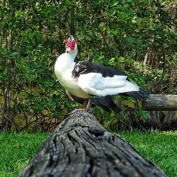 Duck on a log during the day Stock Photos