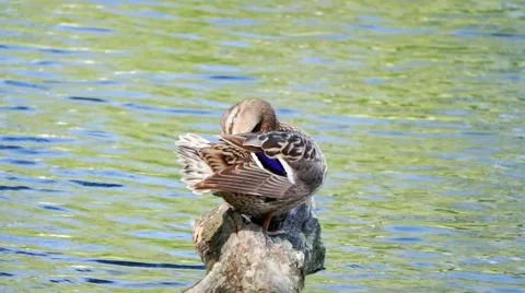  Duck on a log Stock Footage 51132436
