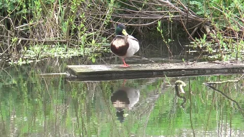 Duck on log Video stock 73934082