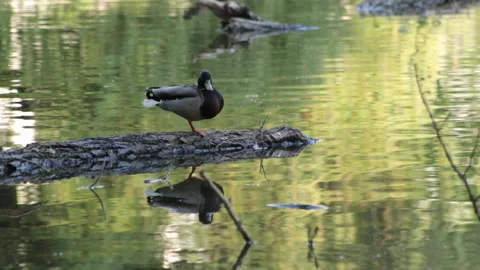Duck on a log Video stock 90375594