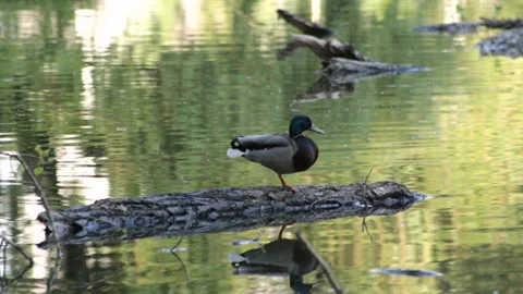Duck on a log 库存影片 91654954