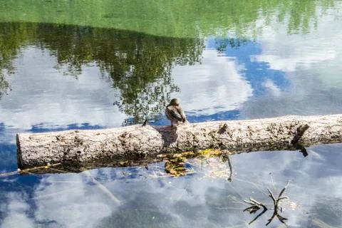 Duck on a log Stock Photos