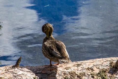 Duck on a Log Stock Photos