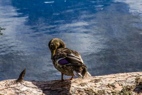 Duck on a log Foto stock