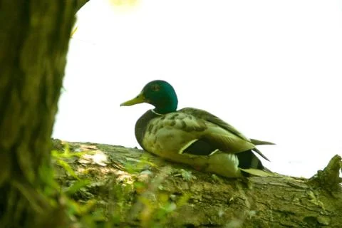Duck on a log Stock Photos