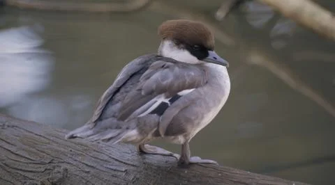 Duck On Log Stock Photos