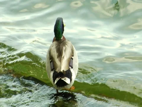 Duck On Log In Water Stock Footage 8691635