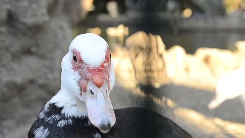 Duck looking and bitting camera Stock Footage 77590884