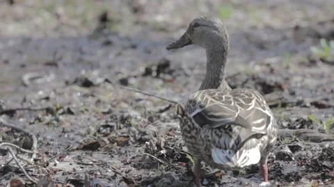 Duck looking around Stock Footage 39978100