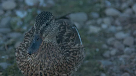 Duck Looking Around Stock Footage 90149891