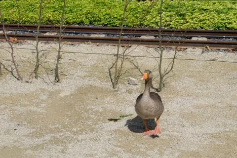 Duck looking at the camera Stock Photos