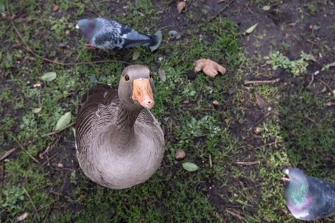 Duck looking into camera Stock Photos