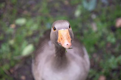 Duck looking into camera Stock Photos