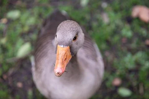 Duck looking into camera Stock Photos