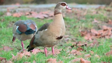 A duck looking at the camera while foraging. Stock-Footage 296046157