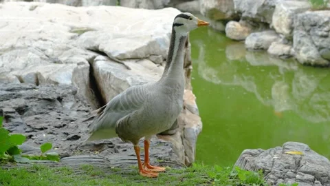 Duck looking curious expression Stock Footage 197920433