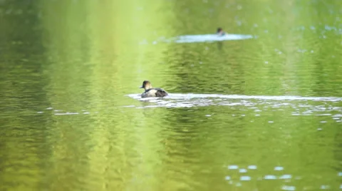 Duck looking for fish under water Stock Footage 33648720