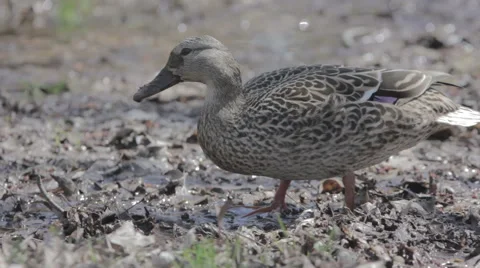 Duck looking for food 2 Stock Footage 39980921