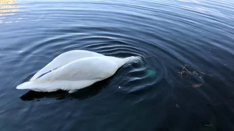 Duck looking for food Stock Footage 104641311