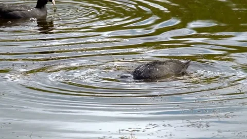 Duck looking for food Stock Footage 104884662