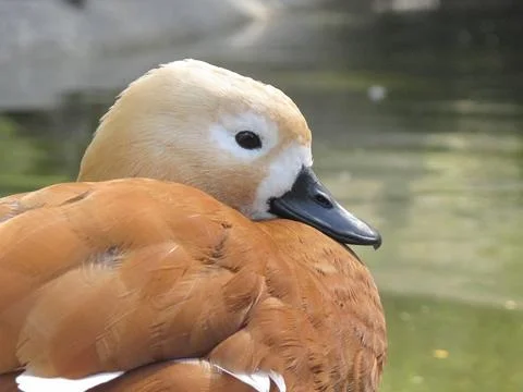 Duck looking forward Stock Photos