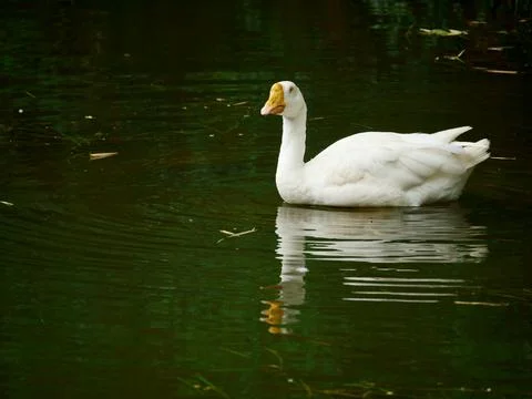 Duck looking at front while swimming on water side at beautiful natural backg Stock Photos