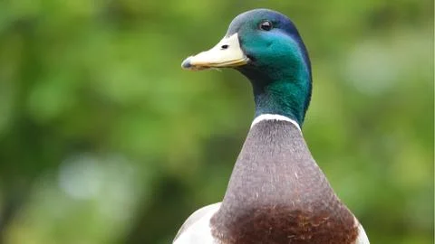 Duck looking. 库存照片