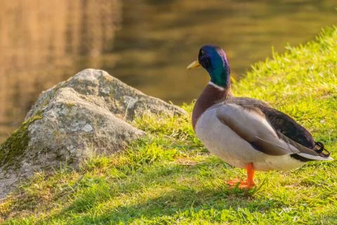 Duck looking the river Stock Photos