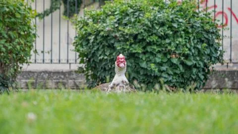 Duck looking like a sniper man Stock Photos