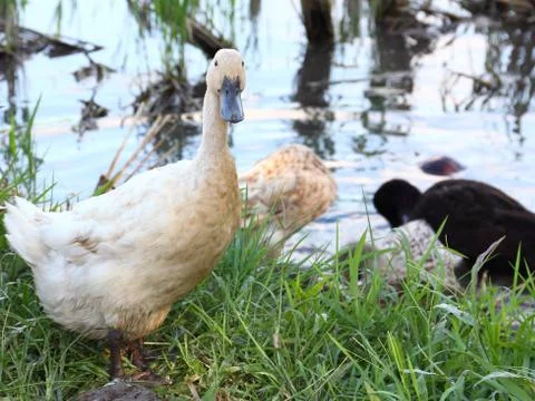Duck looking toward camera Stock Photos