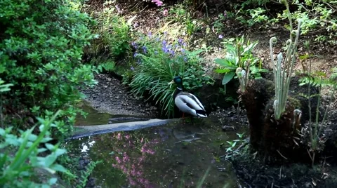 Duck looks into the distance Stock Footage 62922757