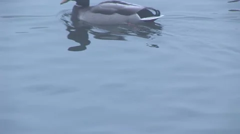 Duck loop Stock Footage 938999