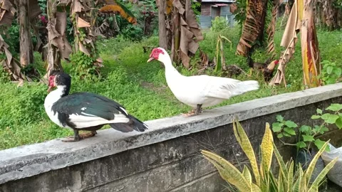 Duck in love Video stock 210767218