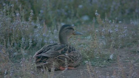 Duck Lying among Flowers Stock Footage 90149273